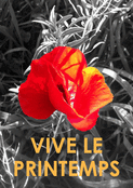 Fleurs &eacute;clatantes : vive le printemps